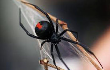 pest control services - spiders