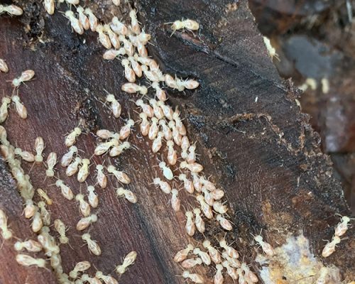 How To Get Rid Of Termites