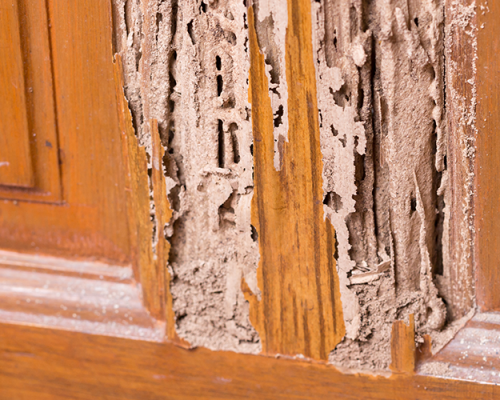 How to prepare for termite inspection